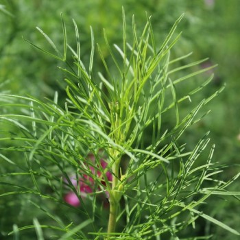 Cosmos Fizzy Rose Picotee (Samen)