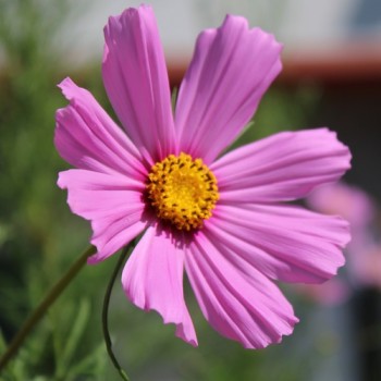 Cosmos Gloria (Samen)