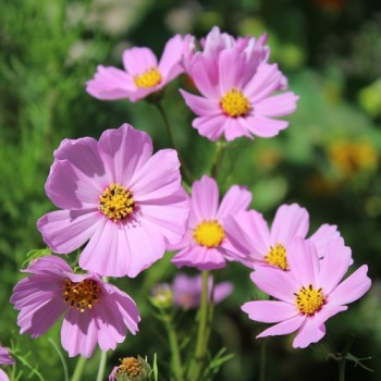 Cosmos Gloria (Samen)