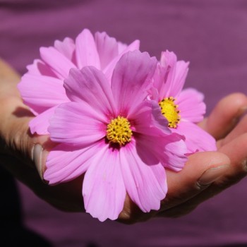 Cosmos Gloria (Samen)