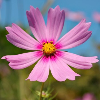 Cosmos Gloria (Samen)