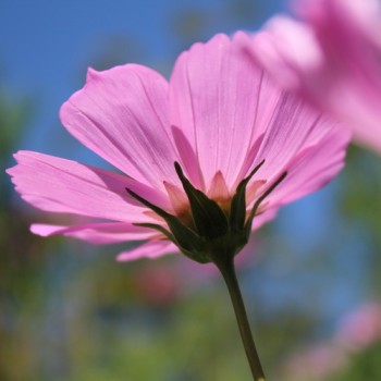 Cosmos Gloria (Samen)