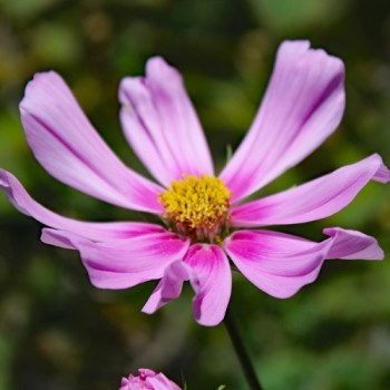 Cosmos Gloria (Samen)