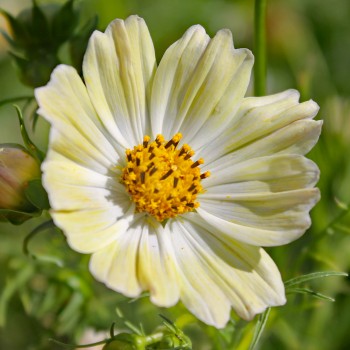 Cosmos Kiiro (Samen)