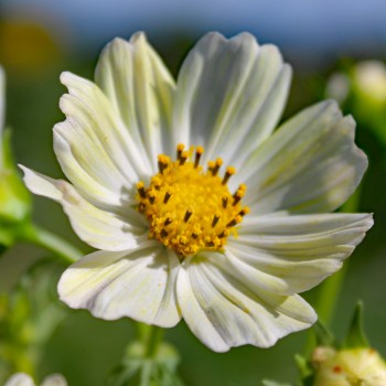 Cosmos Kiiro (Samen)