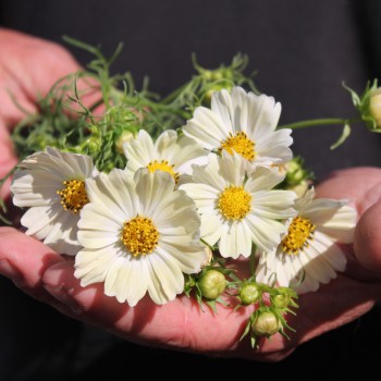 Cosmos Kiiro (Samen)