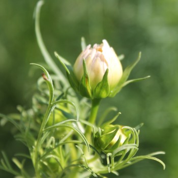 Cosmos Kiiro (Samen)