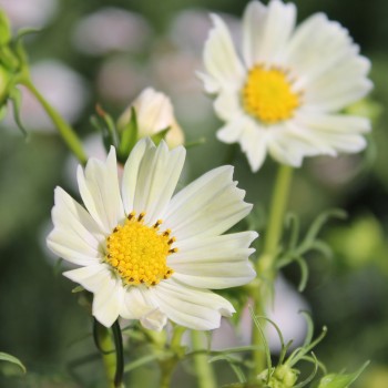 Cosmos Kiiro (Samen)