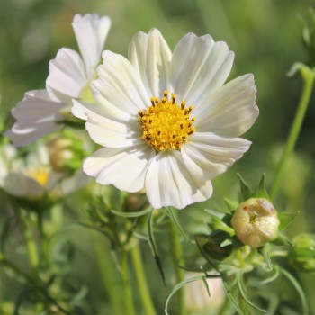 Cosmos Kiiro (Samen)