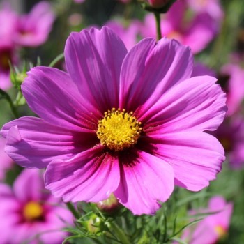 Cosmos Radiance (Samen)