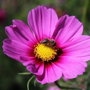 Cosmos Radiance (Samen)