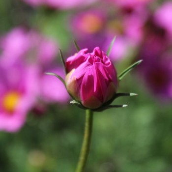 Cosmos Radiance (Samen)