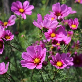Cosmos Radiance (Samen)