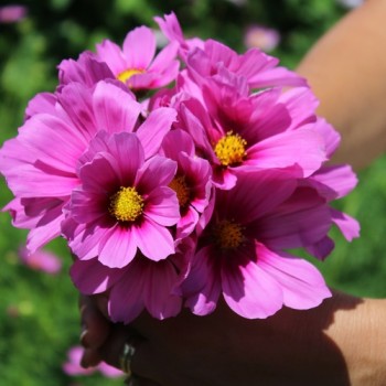 Cosmos Radiance (Samen)