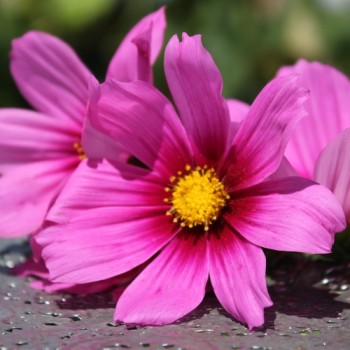 Cosmos Radiance (Samen)