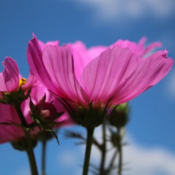 Cosmos Radiance (Samen)