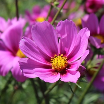 Cosmos Radiance (Samen)