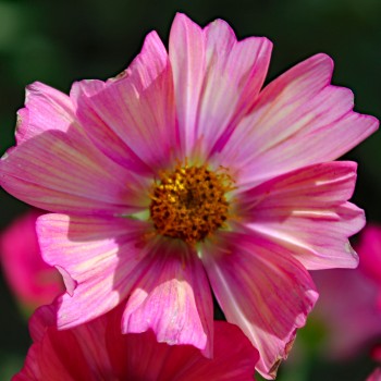Cosmos Xsenia (Samen)