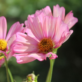 Cosmos Xsenia (Samen)