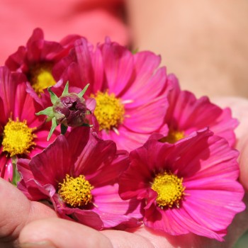 Cosmos Xsenia (Samen)