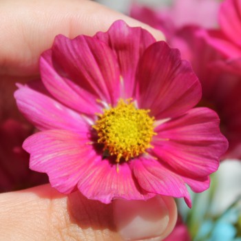 Cosmos Xsenia (Samen)
