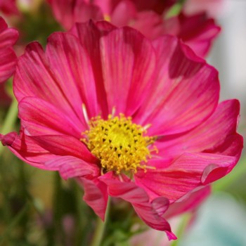 Cosmos Xsenia (Samen)