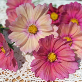 Cosmos Xsenia (Samen)