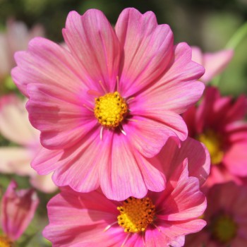 Cosmos Xsenia (Samen)