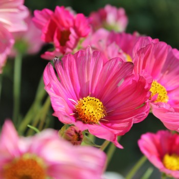 Cosmos Xsenia (Samen)