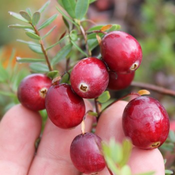 Cranberry Punainen Tähti (Pflanze)