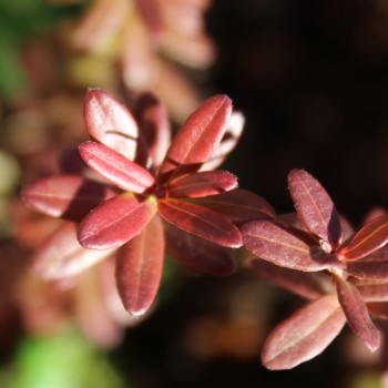 Cranberry Langlois (Pflanze)