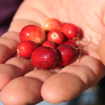 Cranberry Mc Farlin (Pflanze)
