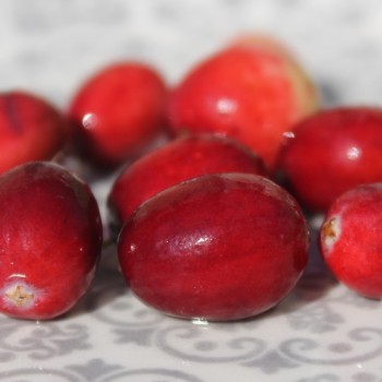 Cranberry Mc Farlin (Pflanze)