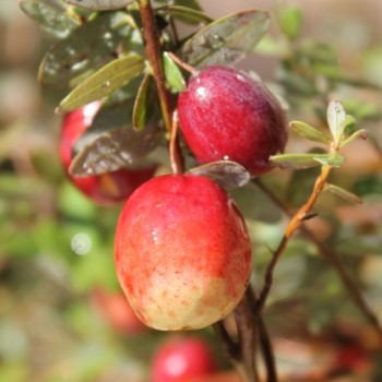 Cranberry Mc Farlin (Pflanze)