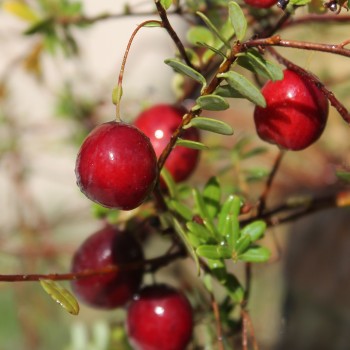 Cranberry Olson Honkers (Pflanze)