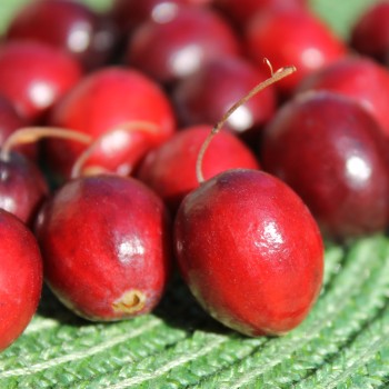 Cranberry Punainen Tähti (Pflanze)