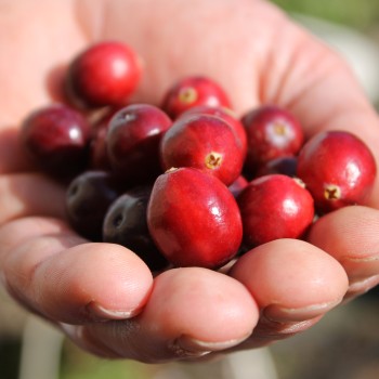 Cranberry Punainen Tähti (Pflanze)