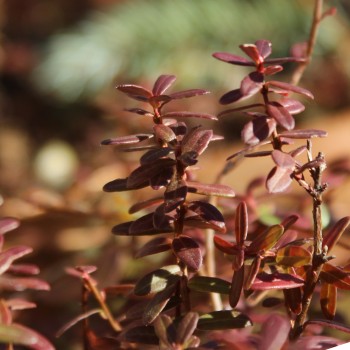 Cranberry Punainen Tähti (Pflanze)