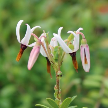 Cranberry Punainen Tähti (Pflanze)