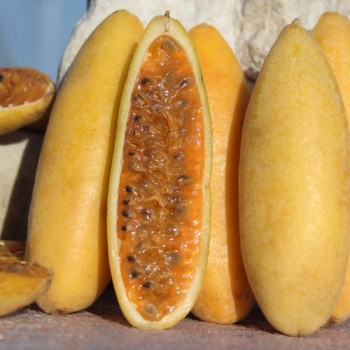 Curuba