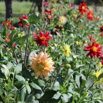 Dahlie Cactus Flowered Mix (Samen)