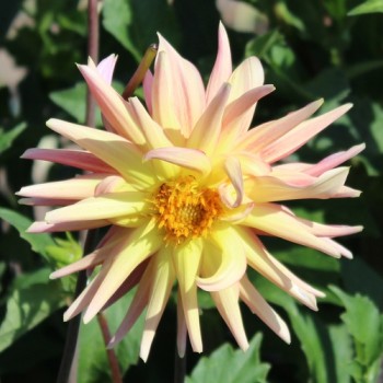 Dahlie Cactus Flowered Mix (Samen)
