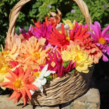 Dahlie Cactus Flowered Mix (Samen)