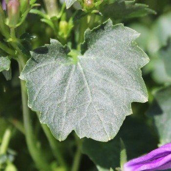 Dalmatiner Polster-Glockenblume  (Samen)