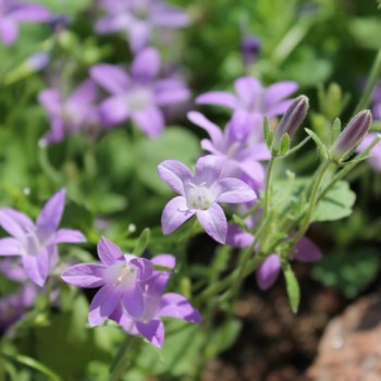 Dalmatiner Polster-Glockenblume  (Samen)