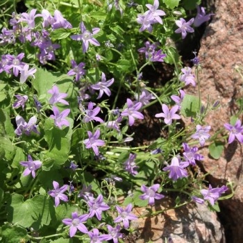 Dalmatiner Polster-Glockenblume  (Samen)