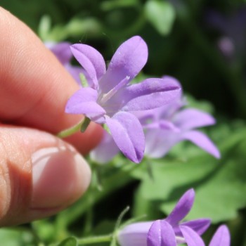 Dalmatiner Polster-Glockenblume  (Samen)