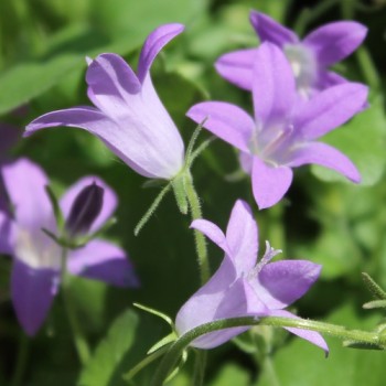 Dalmatiner Polster-Glockenblume  (Samen)
