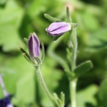 Dalmatiner Polster-Glockenblume  (Samen)