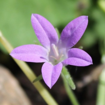 Dalmatiner Polster-Glockenblume  (Samen)